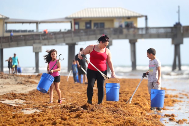 Sharon Cortez and her kids, Aaliyah and Christian Hyler, join other volunteers in cleaning up the beach near the Dania Beach Fishing Pier during a previous back-to-school event. (Mike Stocker/South Florida Sun Sentinel file)