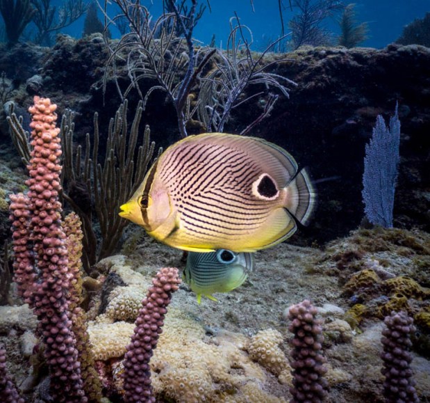 A foureye butterflyfish is seen along the Shipwreck Snorkel Trail in Lauderdale-By-The-Sea. (Kim Porter/Courtesy)