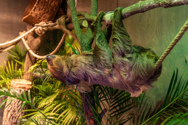 Get up close with a sloth as part of the "Survival of the Slowest" exhibit at the Museum of Discovery & Science in Fort Lauderdale.(MODS/Courtesy)