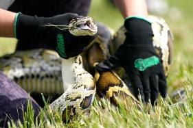 The annual Florida Python Challenge is underway and concludes Aug. 18. Professional python trapper Brandon Rahe writes that native species, and indeed the entire Everglades ecosystem, would probably be better off without it. 