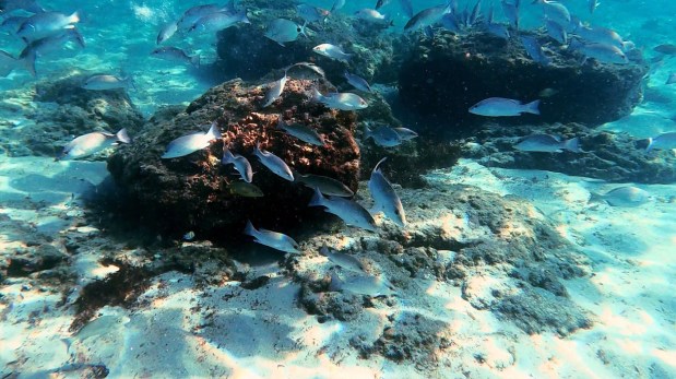 Swim with tropical fish when snorkeling at Red Reef Park in Boca Raton. (City of Boca Raton/Courtesy)