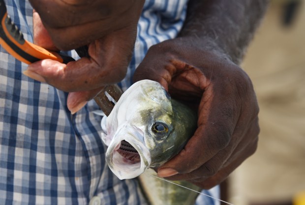 Otis Williams from Delray Beach takes his hook out of a fish he just caught Tuesday on the Boynton Beach Inlet.