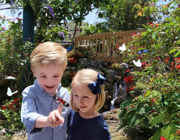 Watch as butterflies flit around you in open-air aviaries at Butterfly World in Coconut Creek. (Butterfly World/Courtesy)