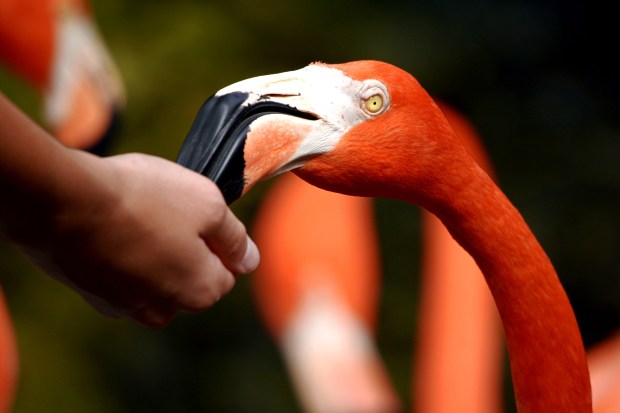 Feed flamingos this summer at Flamingo Gardens in Davie. (Flamingo Gardens/Courtesy)