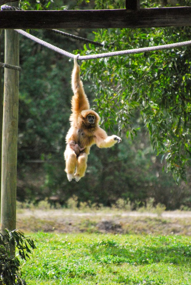 A white-handed gibbon swings with her baby at Lion Country Safari in Loxahatchee. (Lion Country Safari/Courtesy)