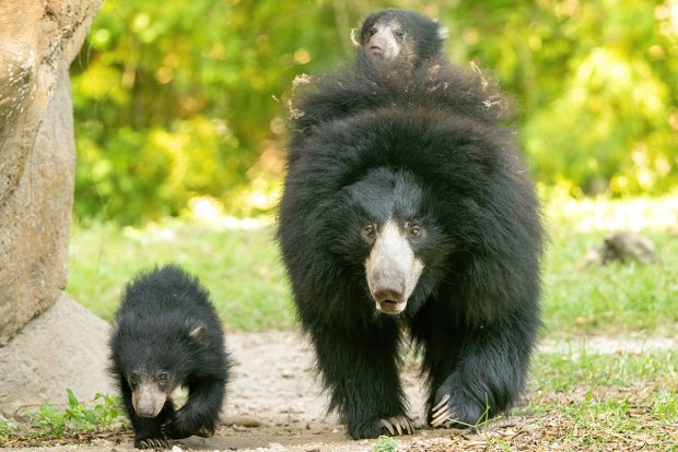 Two sloth bear cubs walk with their mother at Zoo Miami. (Ron Magill/Courtesy)