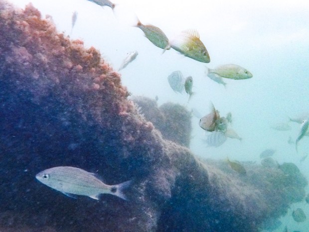 Snorkeling is a popular option on Peanut Island, an 80-acre piece of land in the Intracoastal Waterway near Riviera Beach, or at nearby Phil Foster Park (pictured) on March 25, 2024. (Patrick Connolly/Orlando Sentinel)