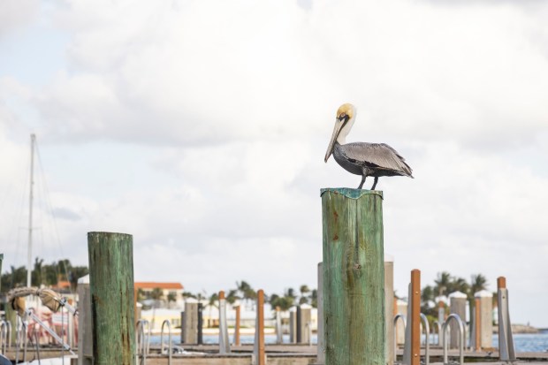 A pelican perches on the dock at Peanut Island, an 80-acre piece of land in the Intracoastal Waterway near Riviera Beach, on March 24, 2024. (Patrick Connolly/Orlando Sentinel)