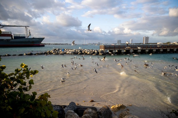 Seagulls and pelicans look for breakfast on Peanut Island, an 80-acre piece of land in the Intracoastal Waterway near Riviera Beach, on March 25, 2024. (Patrick Connolly/Orlando Sentinel)